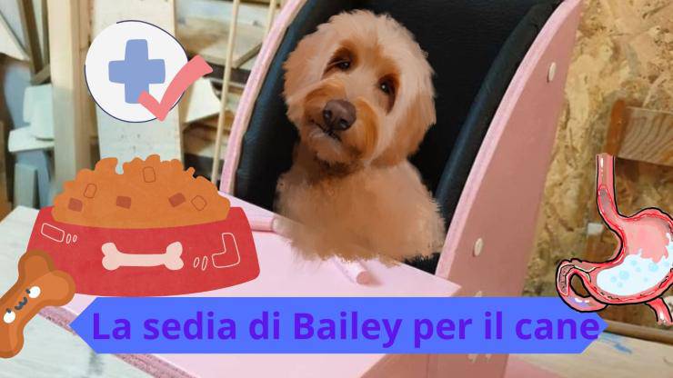 Cane nella sedia di Bailey