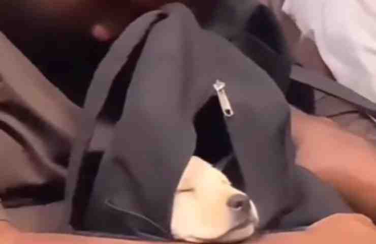 Porta il suo cucciolo nascosto in uno zaino sul treno: il video fa impazzire