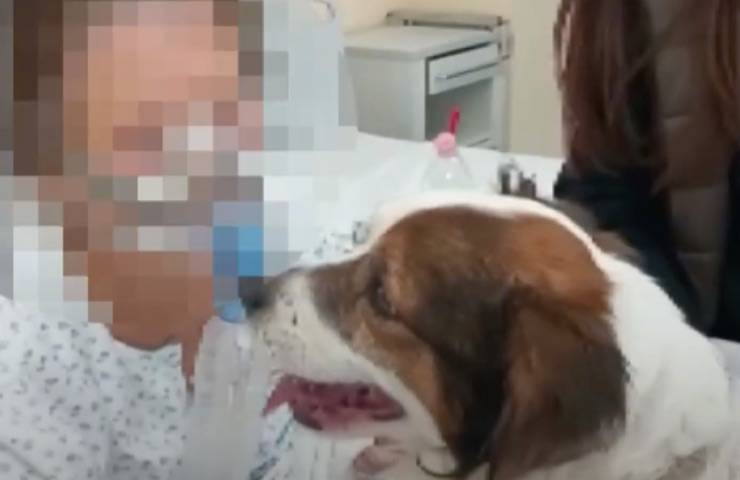 cane lapo ospedale saluto