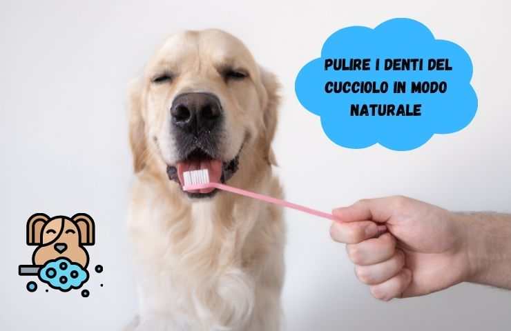 Lavare denti al cane
