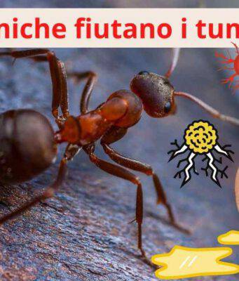 Le formiche fiutano i tumori