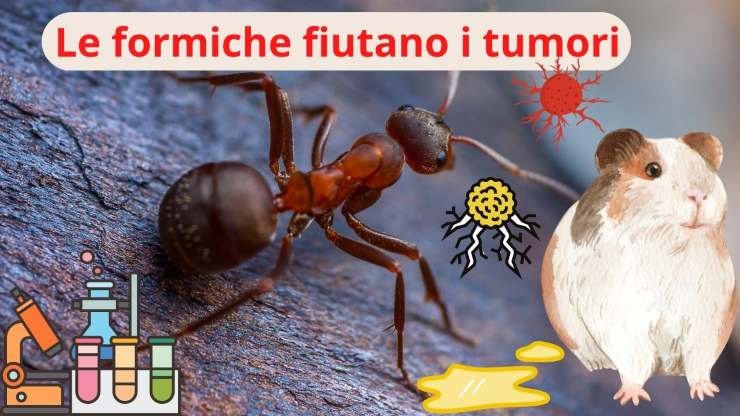 hormigas y tumores