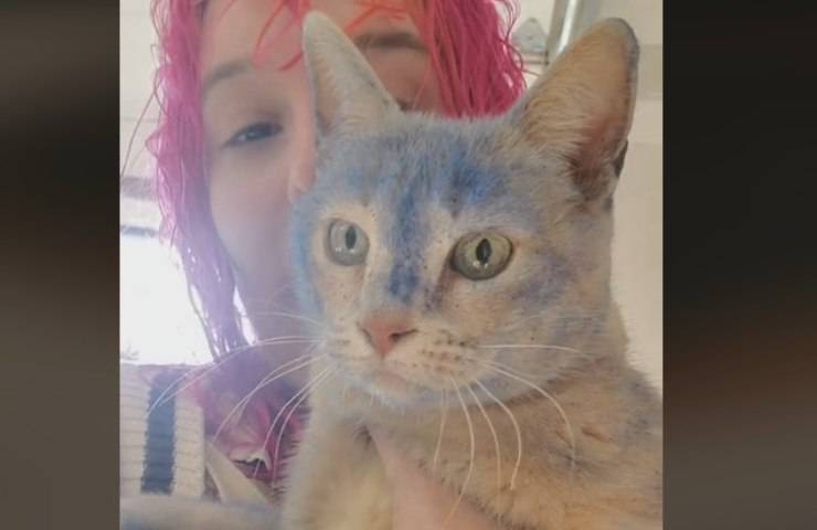 gatto blu video