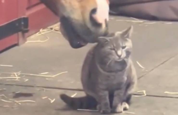 cavallo morde testa gatto