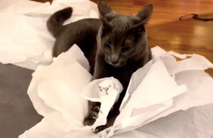 gatto grigio musicista cartapesta