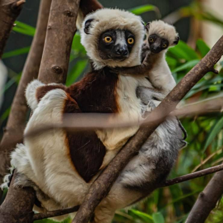 specie estinzione piccolo lemure