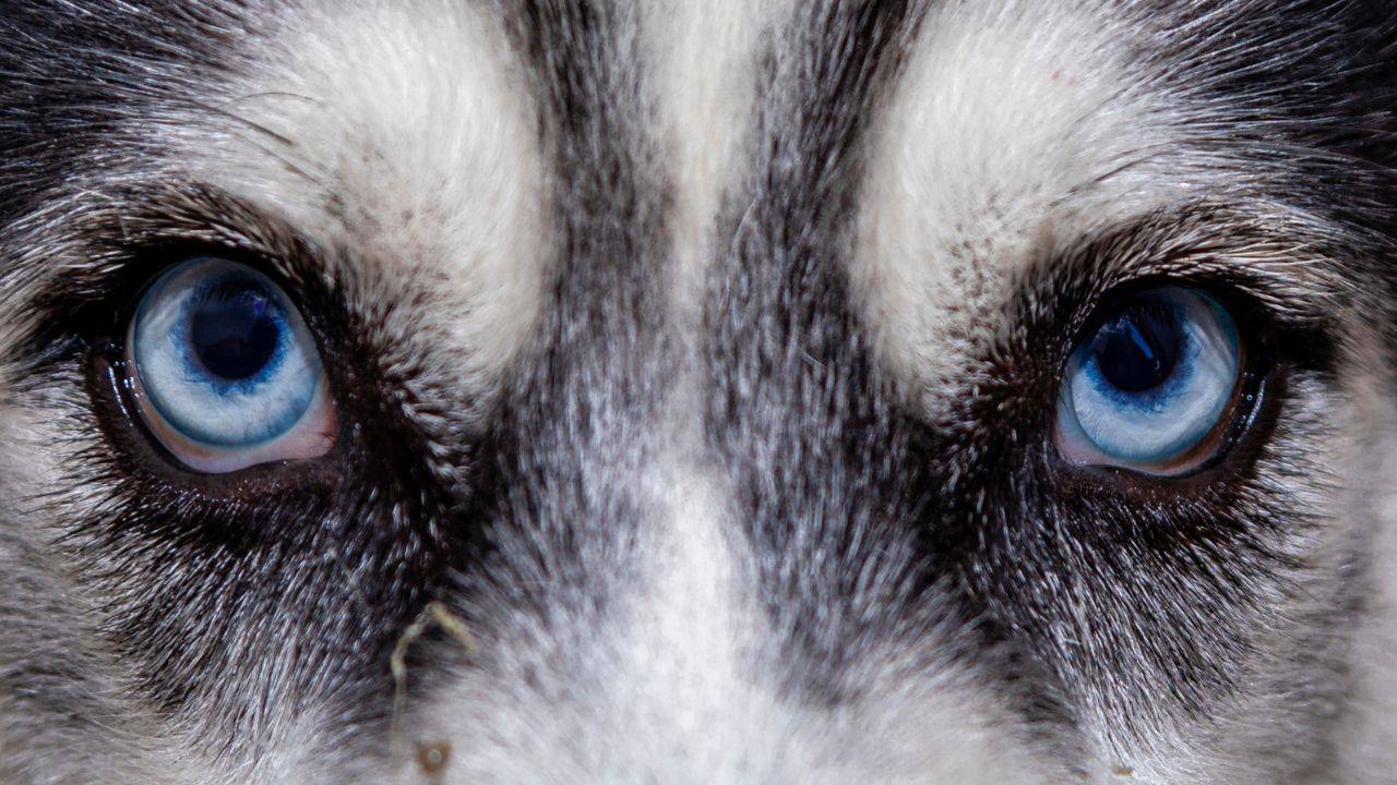 Forme e colori degli occhi dei cani dai più comuni ai più rari