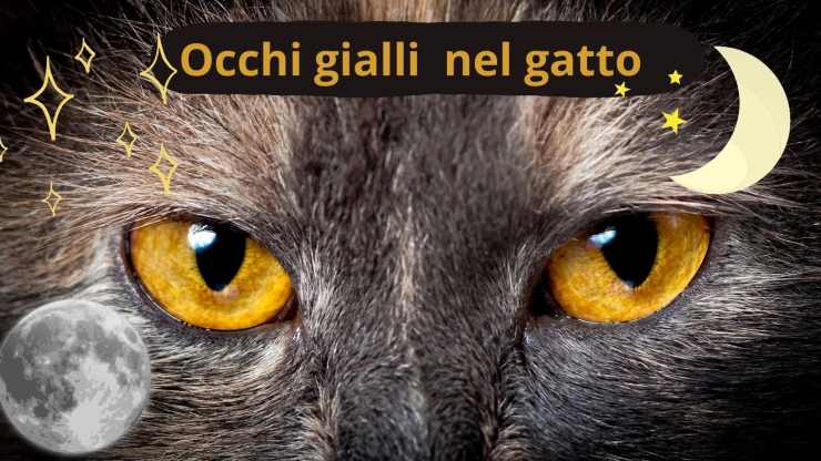 Occhi del gatto