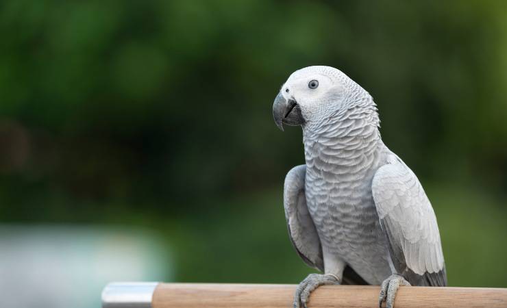 pappagallo Cenerino del Congo