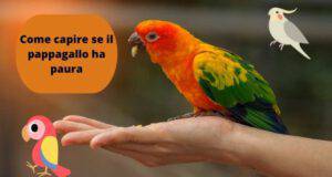 Come capire se il pappagallo ha paura