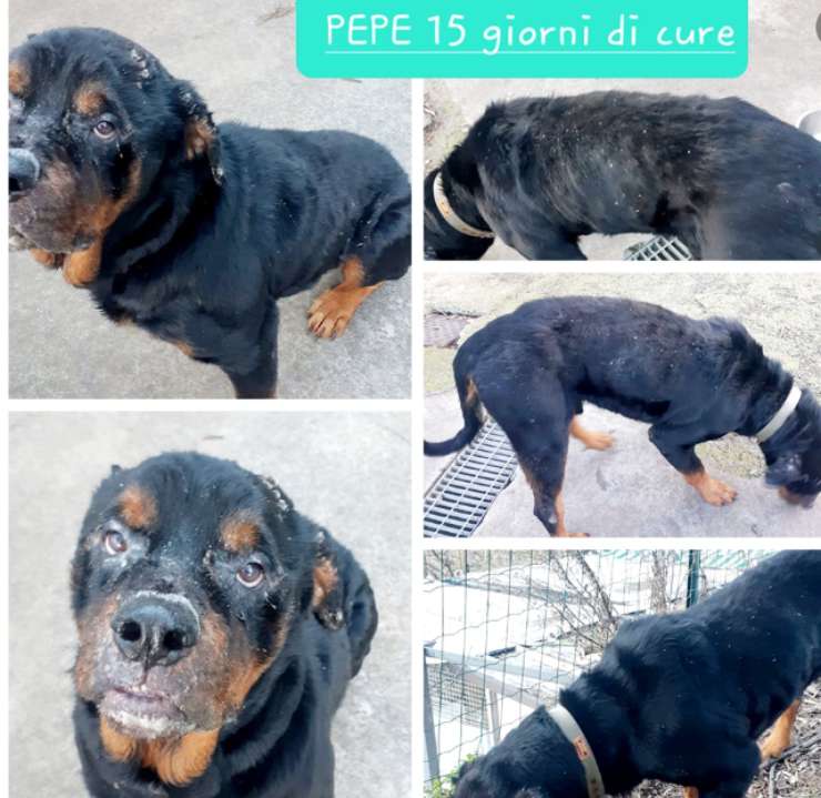 Pepe cure ammalato famiglia