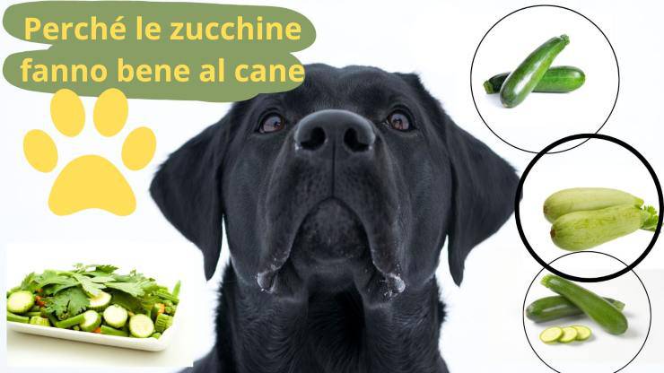 Cane può mangiare zucchine