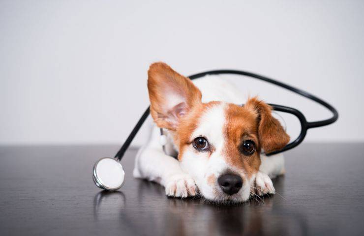 Falsi miti pericolosi per il cane