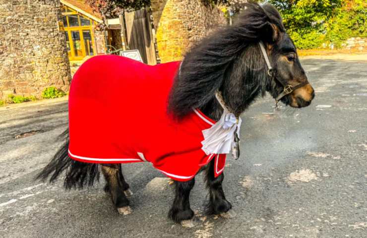 Pony sindaco inglese cittadino