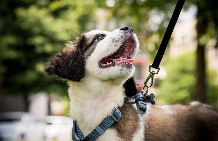 Passeggiare col cane