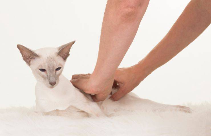 Massaggi sul gatto