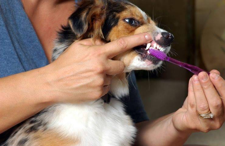 Lavare i denti del cane