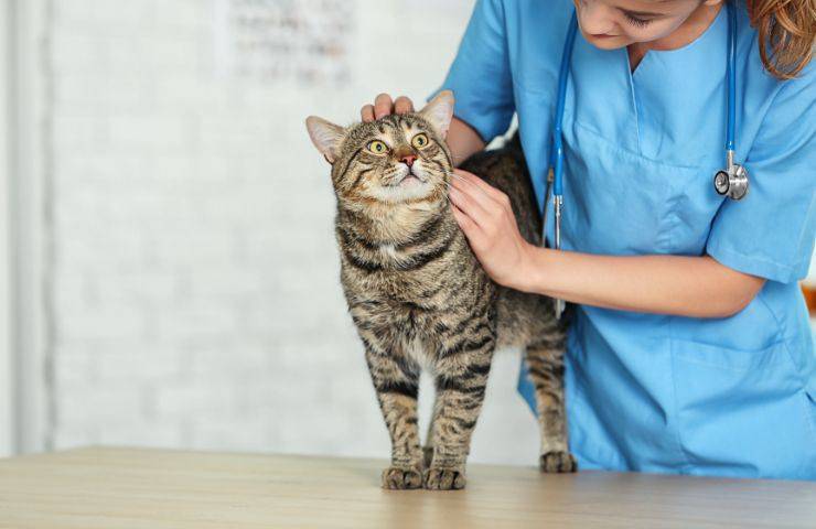 Gatto dal veterinario