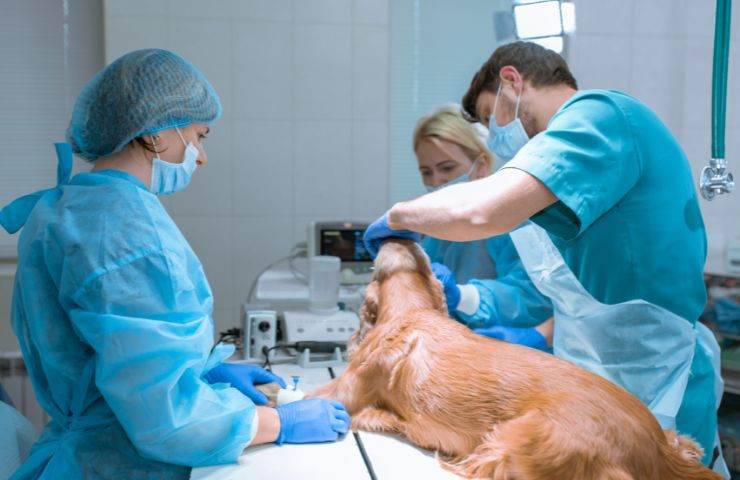 Operazione al cane