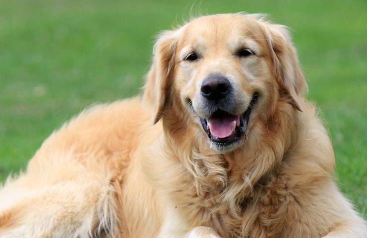 Golden Retriever