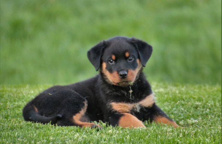 Rottweiler