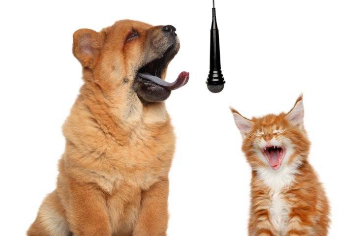 Cane e gatto cantano