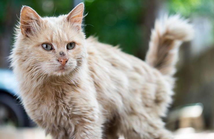 Gatto col pelo trascurato