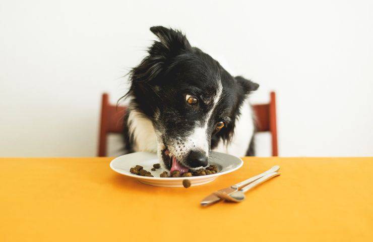 Cane lecca il cibo