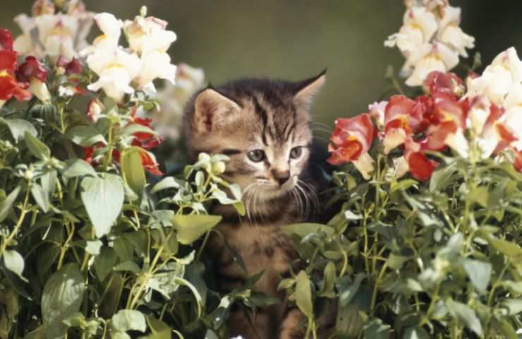 Gatto e fiori