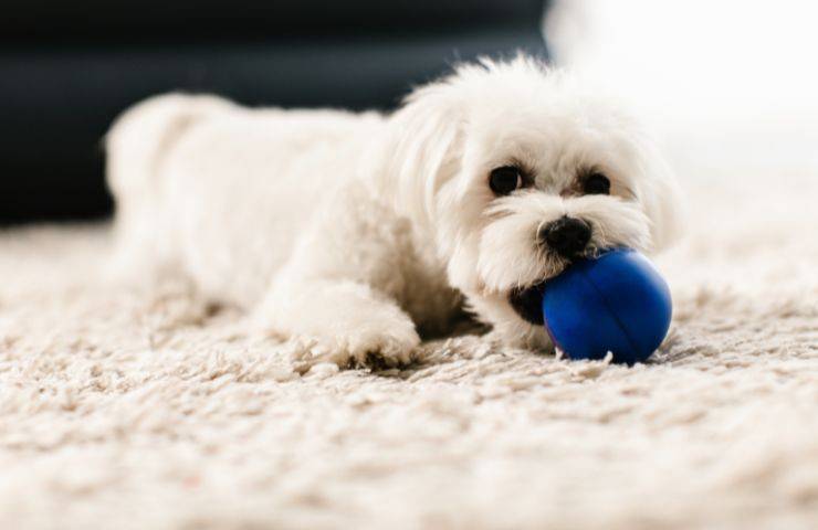 Cane e pallina