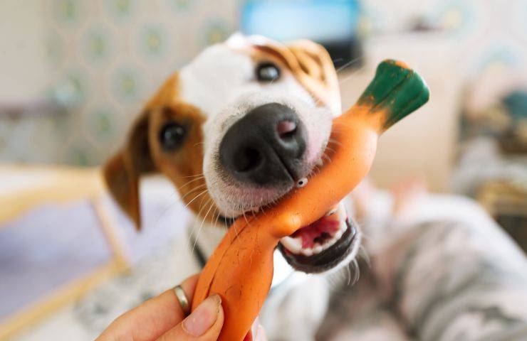 Cane e giocattolo di gomma