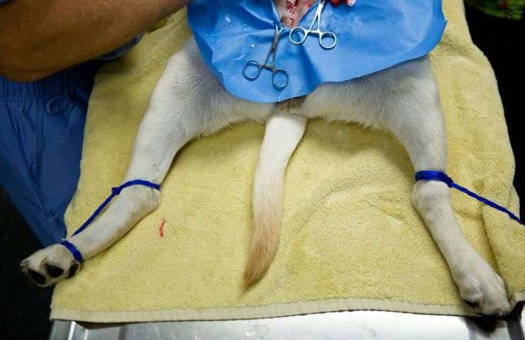Cane sotto operazione