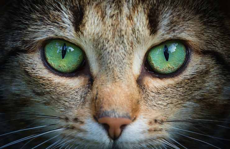 Occhi azzurri nel gatto