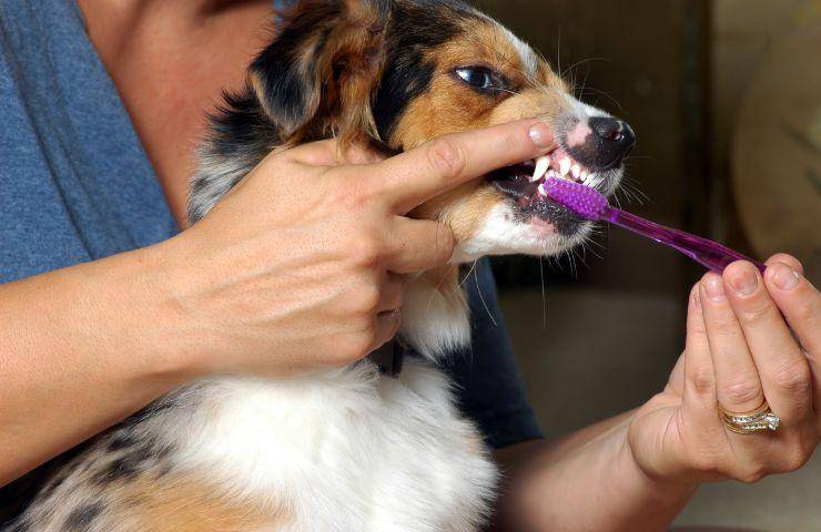 Pulizia dei denti del cane