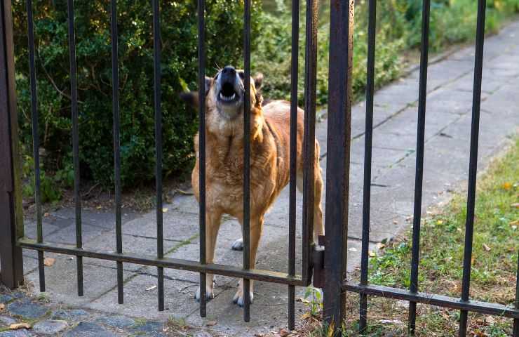 Cane abbaia al cancello di casa