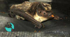 soccorso pipistrelli internazionale
