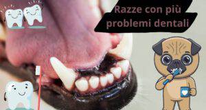 Razze di cani con più problemi ai denti