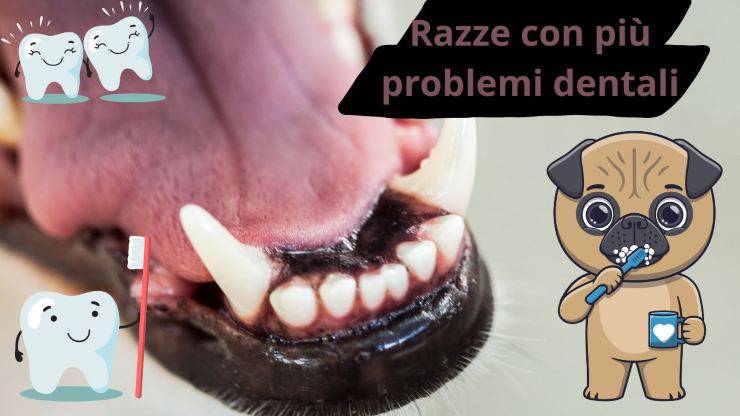 Problemi dentali del cane