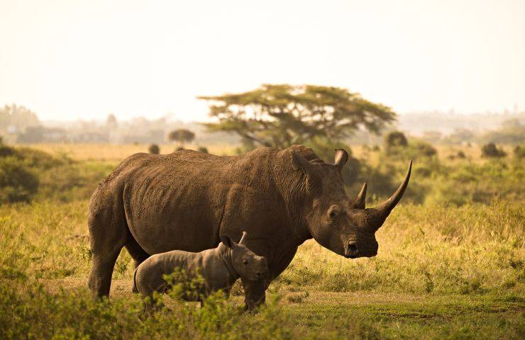 Rinoceronte ucciso bracconieri 2022