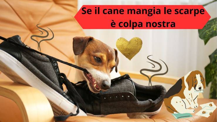 Cane morde tutto