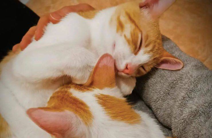 gatti shon josh inseparabili