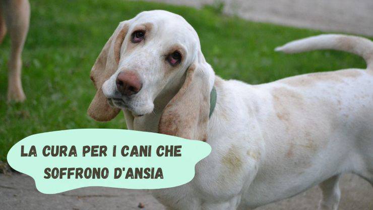 Anche i cani soffrono d'ansia