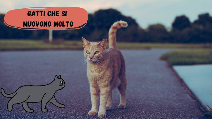 Gatti che si muovono molto