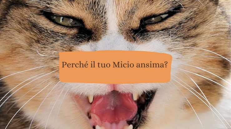 Il gatto ansima