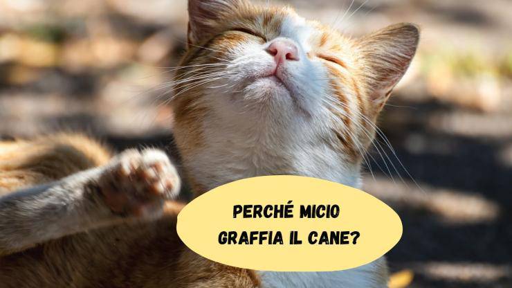 Il gatto graffia il cane