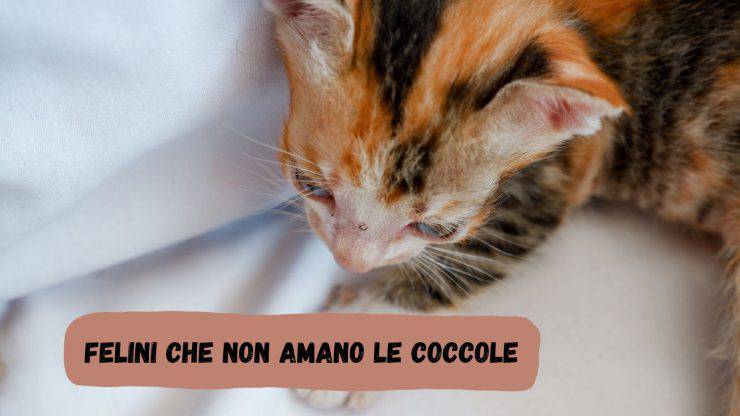 Gatti che non amano le coccole