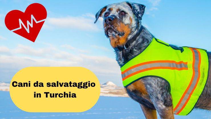Terremoto Turchia e cani da salvataggio