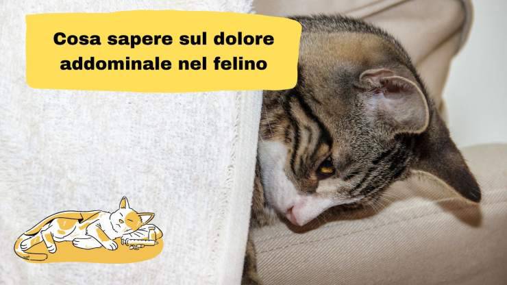 Dolore addominale nel gatto