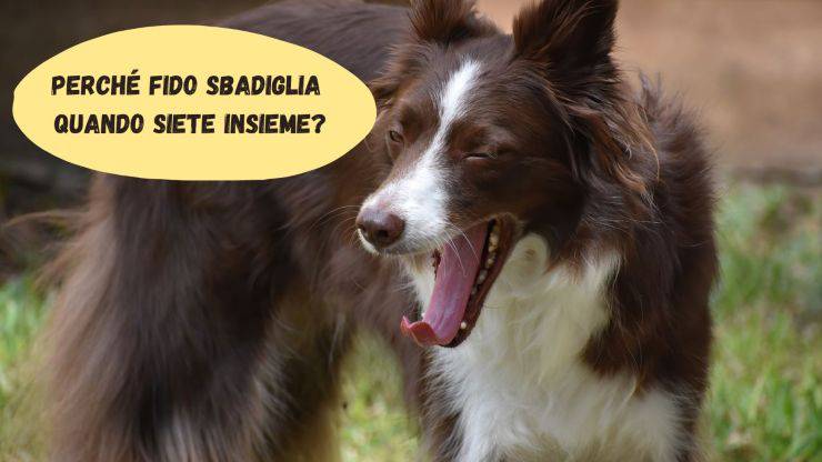 Il cane sbadiglia quando stiamo insieme