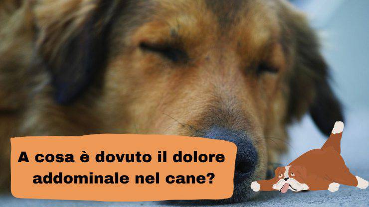 Dolore addominale nel cane